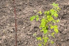 Himbeerstrauch-rotated